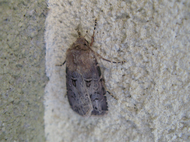 Lepidotteri del Parco dei Gessi Bolognesi